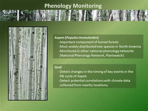 Aspen Phenology Monitoring Central Alaska Network Ppt Download