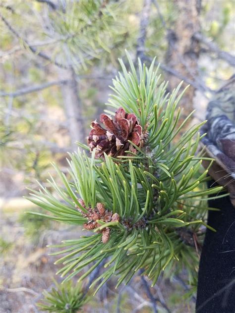 Lodgepole Pine Cones And Needles Stock Photo - Image of text, conifer: 44617640