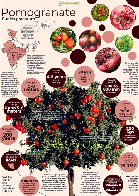 Infographics Of Pomegranate Tree Greenverz