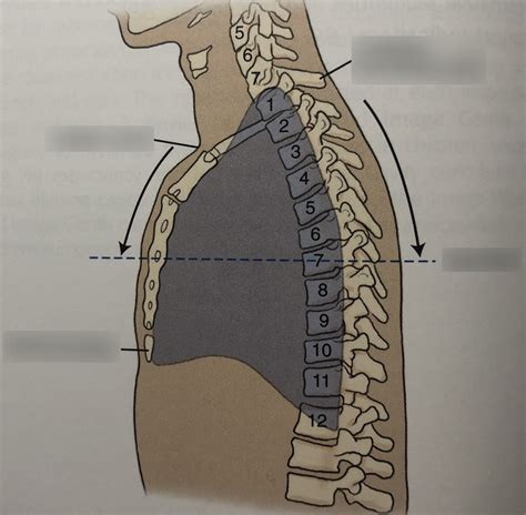 Chest 3 Diagram | Quizlet