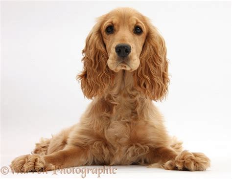 Dog: Golden Cocker Spaniel photo WP34087