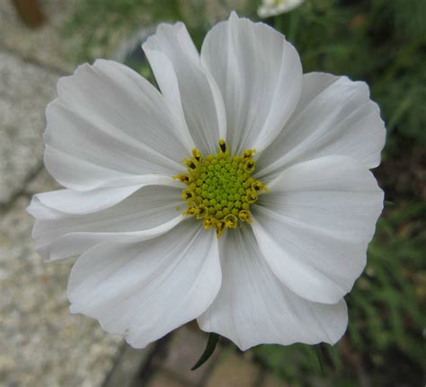 Solve FINALLY An ALL WHITE Cosmos Or Cosmea Flower Jigsaw Puzzle