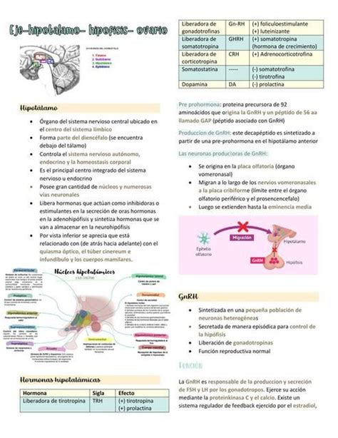Eje Hipot Lamo Hip Fisis Ovario Hami Notes Udocz