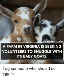 Baby goat Memes