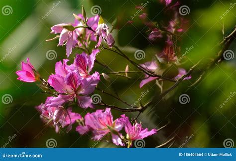 Bauhinia Acuminata White Kanchan Flower Stock Photo Image Of