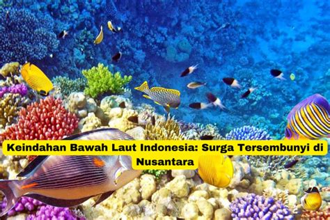 Keindahan Bawah Laut Indonesia Surga Tersembunyi Di Nusantara