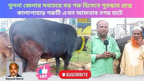 খুলনার কালাপাহাড় গরুটি এখন আফতাব নগর হাটে ওজন আর দামসহ বিস্তারিত