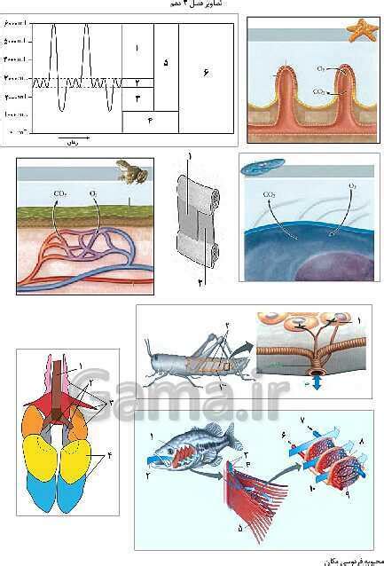 تصاویر بدون برچسب کتاب زیست شناسی 1 پایه دهم گاما