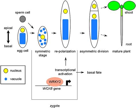 Transcriptional Activation Of Arabidopsis Axis Patterning Genes Wox89