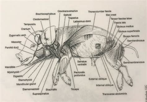 Fetal Pig Muscle Diagram