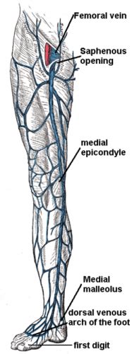 Great Saphenous Vein Tributaries