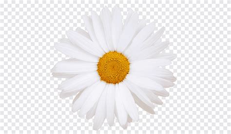 Flores Flor De Margarita Blanca Png PNGEgg