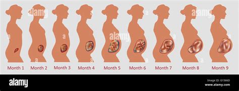 Fetal Development Stages Months