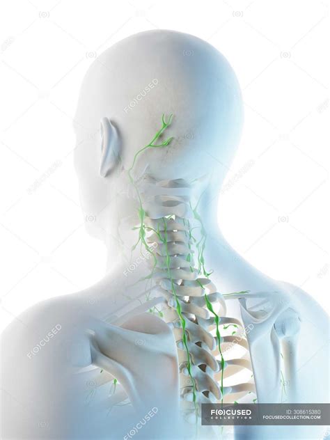 Lymph nodes of male neck and head, computer illustration. — immunity, body - Stock Photo