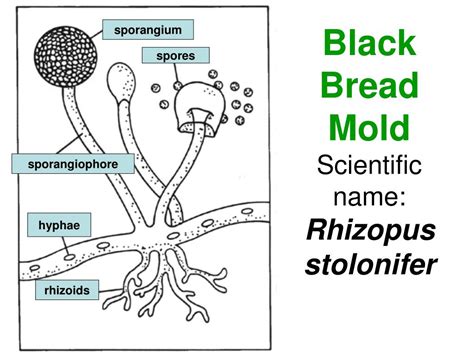 PPT Black Bread Mold Scientific Name Rhizopus Stolonifer PowerPoint