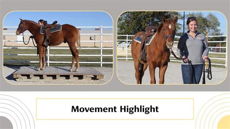 FOR SALE MU As GoodAsset Gets 2022 AQHA Gelding Movement Highlight