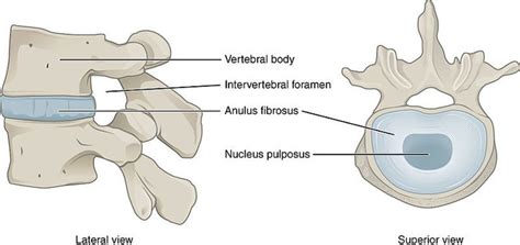 Cartilaginous Joints | Boundless Anatomy and Physiology