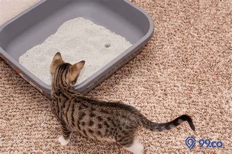 Cara Agar Kucing Tidak Pipis Sembarangan Berita Terkini