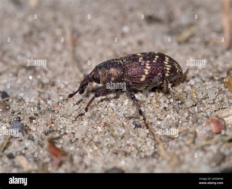 Gran Gorgojo De Pino Hylobius Abietis Sentado En El Suelo Fotograf A