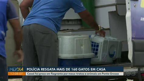 Polícia resgata mais de 160 gatos e casal é preso suspeito de maus