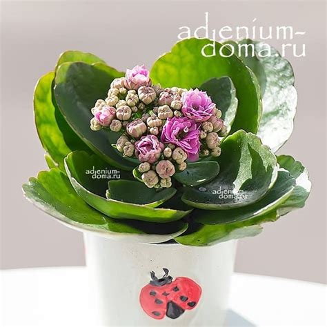 Растение ⌀ 6 Kalanchoe CALANDIVA MINI (Каланхоэ, розовое): купить c ...