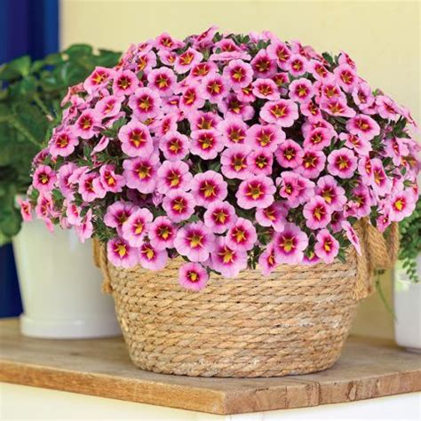 Calibrachoa Lia Spark Pink Mini Petunia With Large Pink Fuchsia Pink