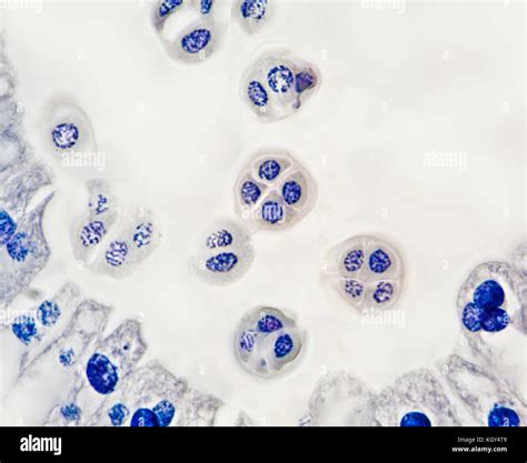 Granos De Polen Microscopio Fotograf As E Im Genes De Alta Resoluci N