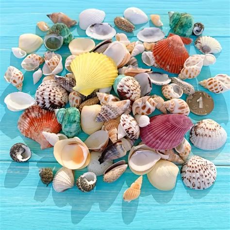 Diy Shell Conch Craft Kit Assorted Seashells Stunning Temu