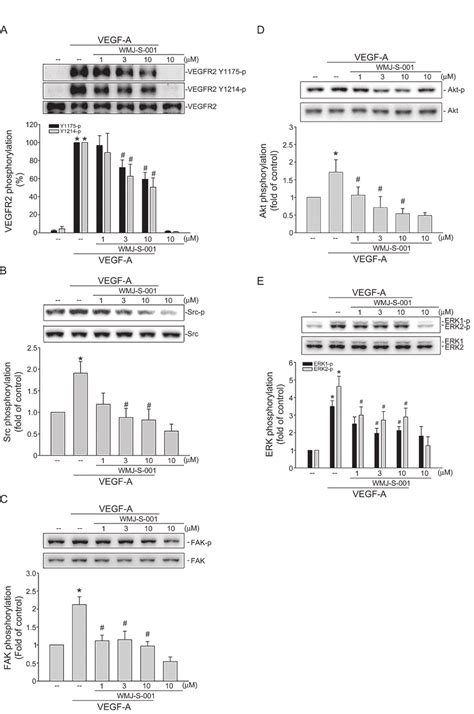 Wmj S Inhibited Vegfr Signaling Pathways In Huvecs Cells Were