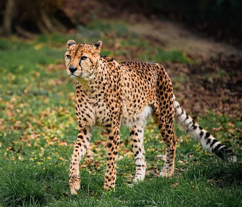 Cheetah Chester Zoo 060324 Blangtonphotography Flickr