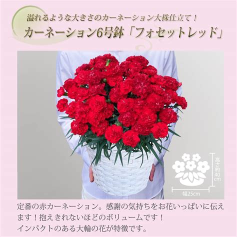 母の日 花 鉢植え カーネーション プレゼント 花鉢 母の日ギフト 母の日のプレゼント お父さんお母さんに贈りたいお母さんに感謝の気持ち