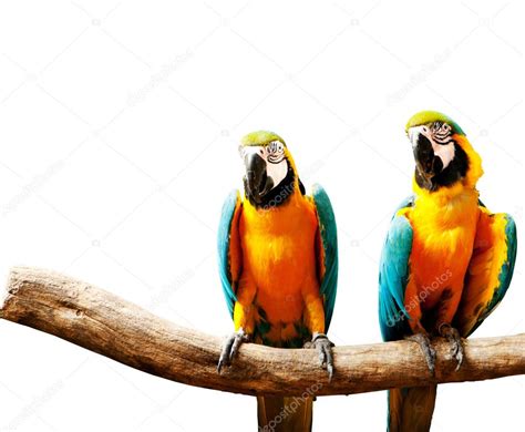 Colourful Parrot Bird Sitting On The Perch Stock Photo Elnur