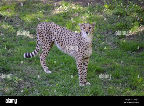 Cheetahs In Chester Zoo Stock Photo Alamy