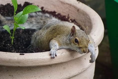 Fight Back How To Keep Squirrels Out Of Potted Plants Into Yard