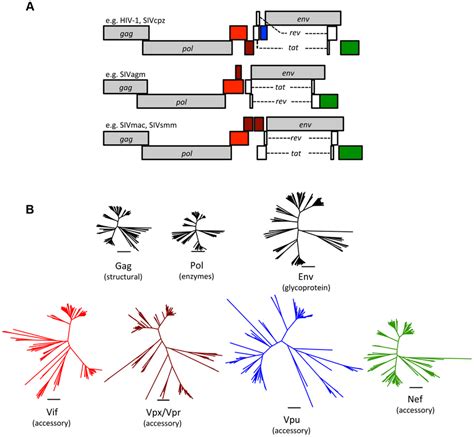 Accessory Proteins Are The Most Diverse Of The Primate Lentivirus