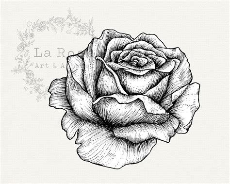 Hand Drawn Rose Clip Art Hand Drawn Rose PNG Black and White - Etsy