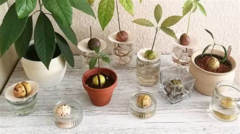 How To Grow Avocado Indoors Plant Instructions