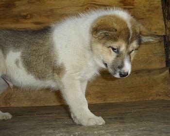 Greenland Dog Info, History, Temperament, Training, Puppies, Pictures