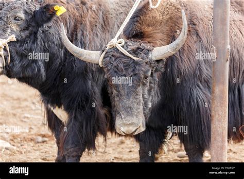 Close up of a yak with mighty horns. For sale at Kashgar Animal Market (Xinjiang Province, China ...