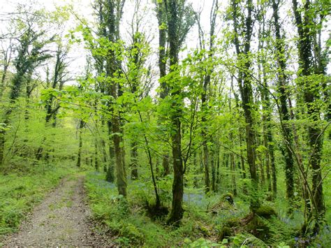 Woodland For Sale Spring Wood St Clears Carmarthenshire 366 Acres