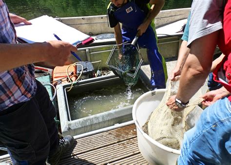 Fischbestandtsermittlung Nach der Flut Eifel Fischbestände erholen sich