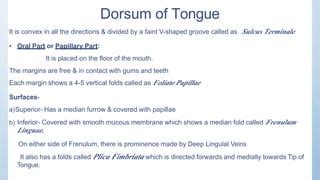 Tongue Anatomy Physiology PPT