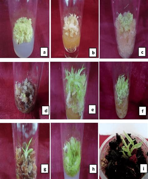 Different Stages Of In Vitro Seed Germination And Plantlet Regeneration Download Scientific