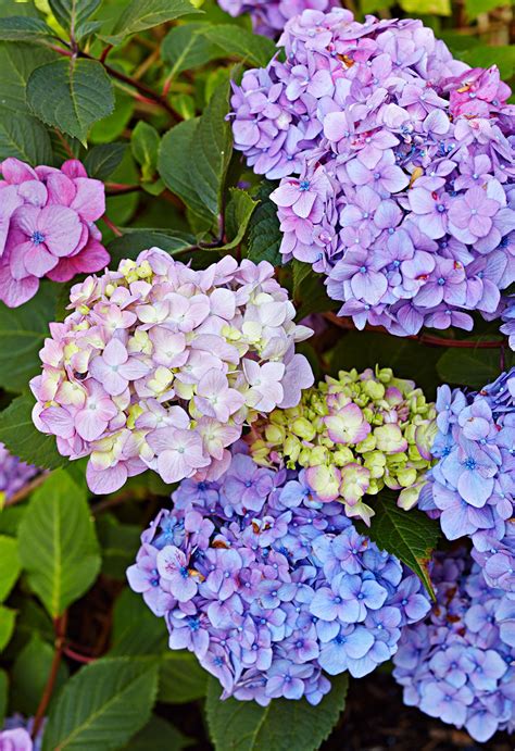 Lacecap Hydrangea Blue Wave