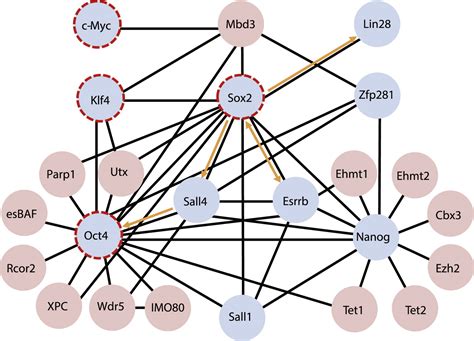 Molecular Control Of Induced Pluripotency Cell Stem Cell