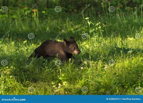 Black Bear Cub Ursus Americanus Runs Across Grass Stock Image Image