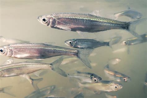 Bait Fish Freshwater Underwater. Common Bleak Close Up Stock Photo ...