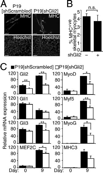 Knockdown Of Gli2 Down Regulates MyoD And MEF2C Expression During