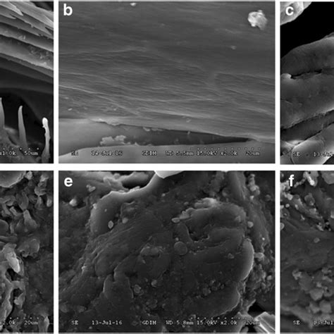 Sem Of Feather And Fms A Feather Barbules B Feather Scapus C