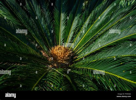 Cycas Circinalis Hi Res Stock Photography And Images Alamy